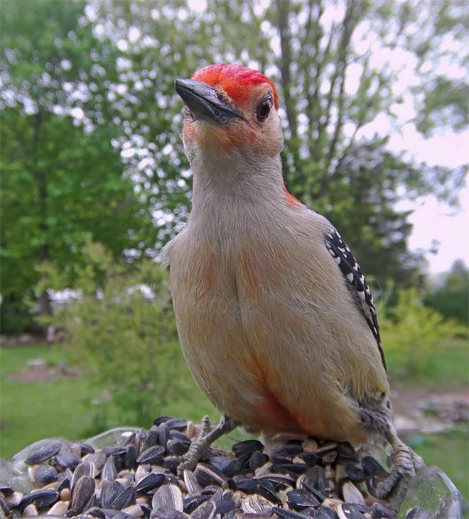 Hidden cam at the bird feeder. This is the result.