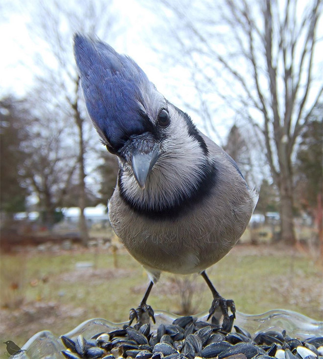 Hidden cam at the bird feeder. This is the result.