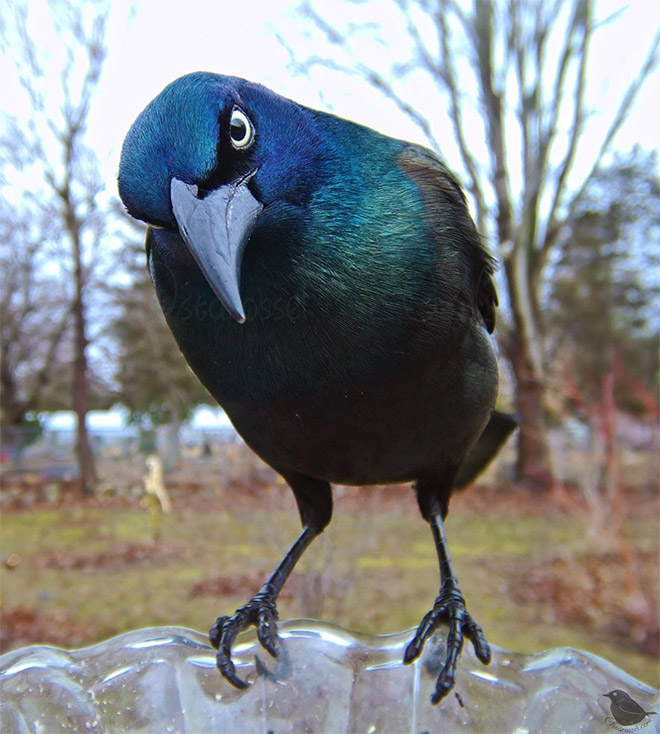 Hidden cam at the bird feeder. This is the result.