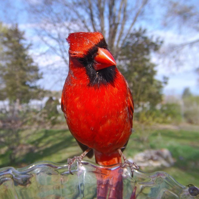 Hidden cam at the bird feeder. This is the result.