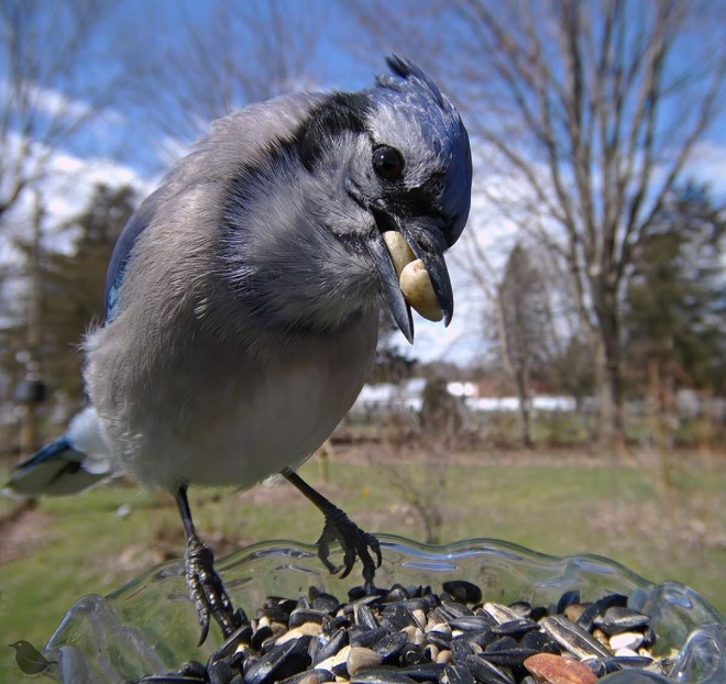 Hidden cam at the bird feeder. This is the result.