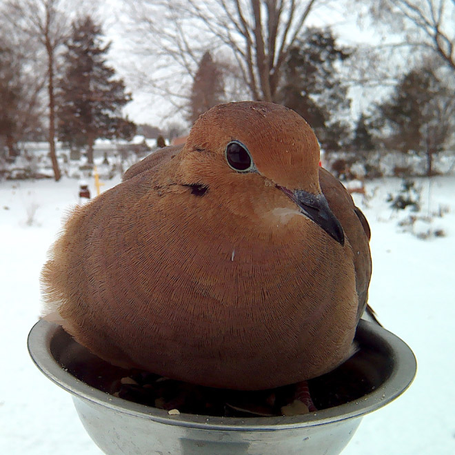 Hidden cam at the bird feeder. This is the result.