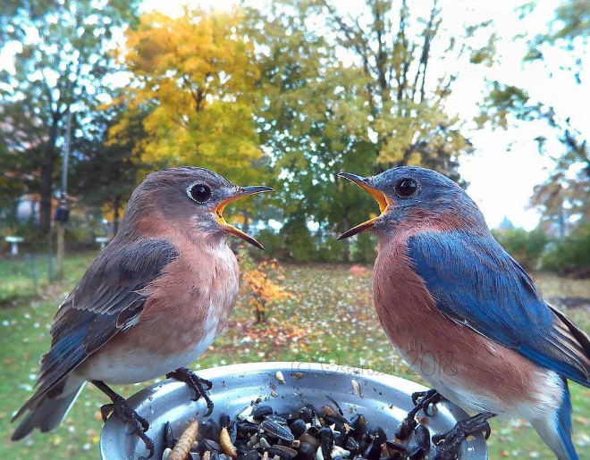 Hidden cam at the bird feeder. This is the result.