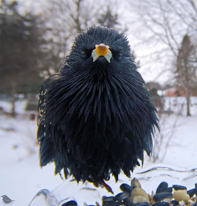 Hidden cam at the bird feeder. This is the result.