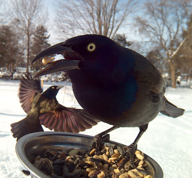 Hidden cam at the bird feeder. This is the result.