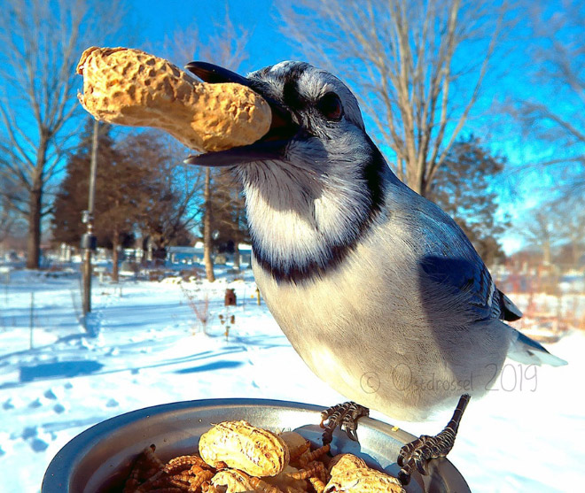 Hidden cam at the bird feeder. This is the result.