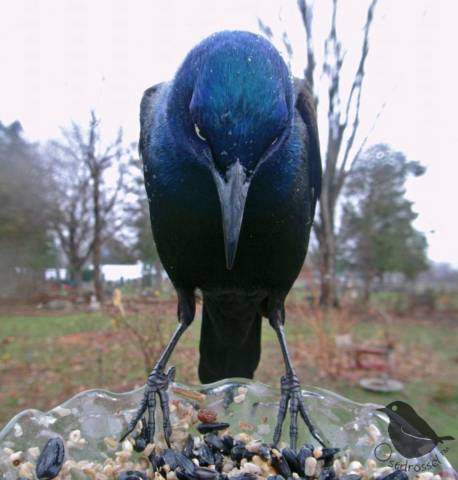 Hidden cam at the bird feeder. This is the result.