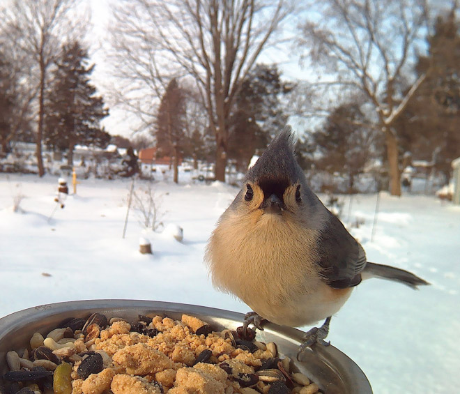 Hidden cam at the bird feeder. This is the result.