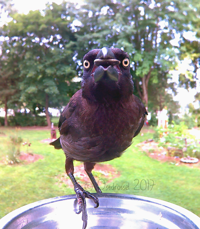 Hidden cam at the bird feeder. This is the result.