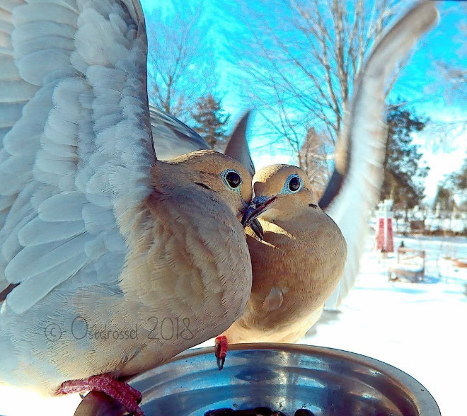 Hidden cam at the bird feeder. This is the result.