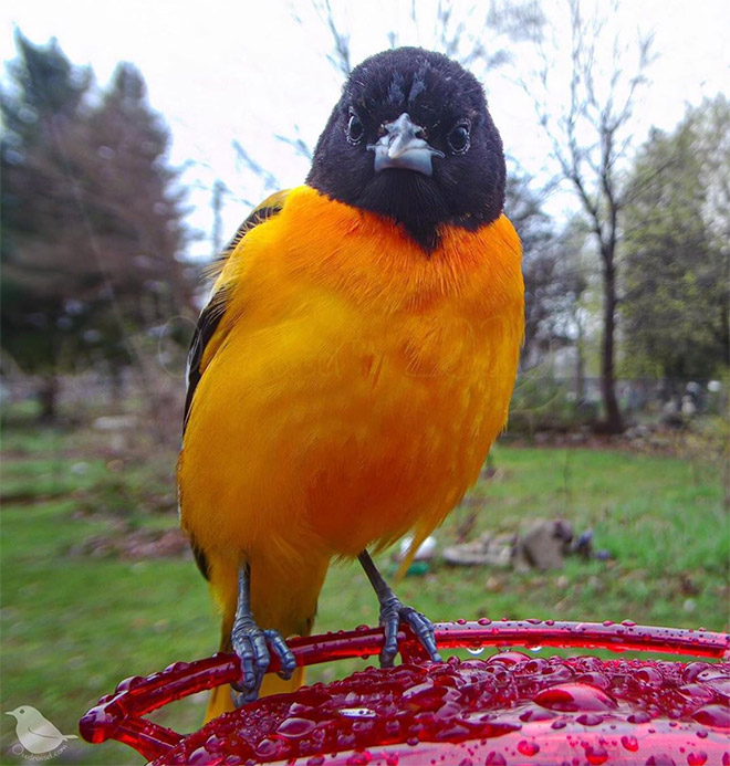 Hidden cam at the bird feeder. This is the result.