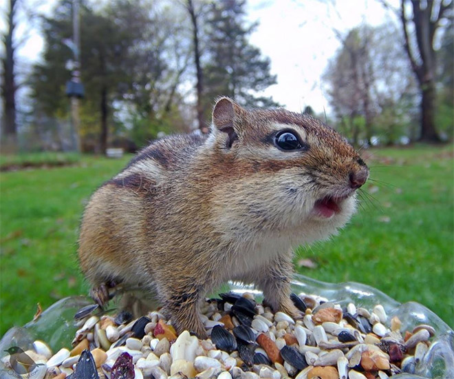 Hidden cam at the bird feeder. This is the result.