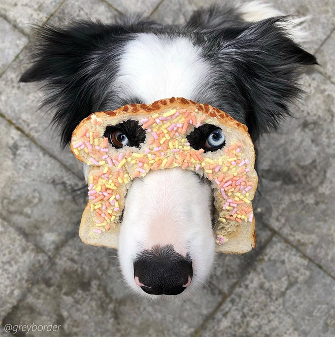 Inbread dog.