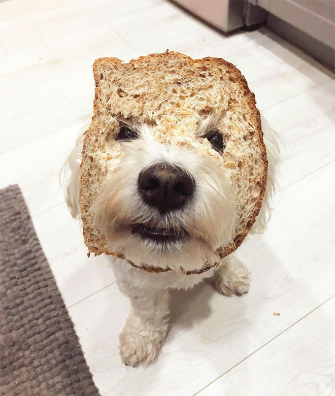 Inbread dog.