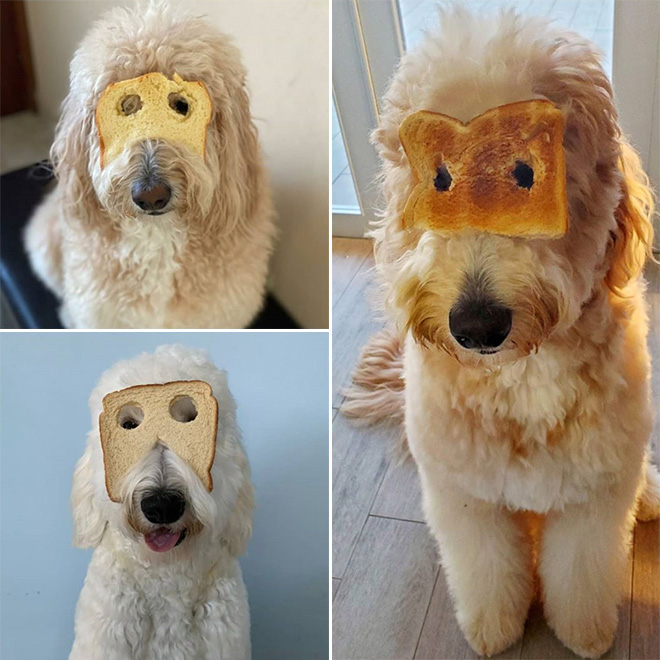 Inbread dog.