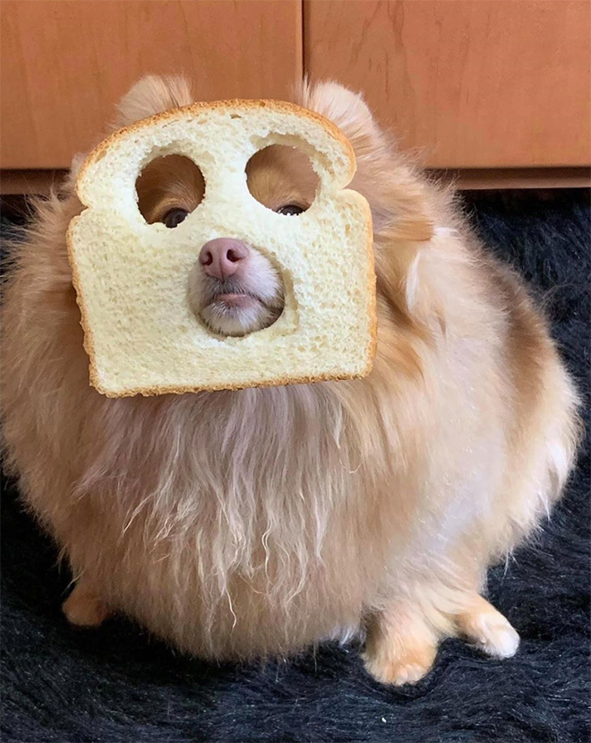 Inbread dog.