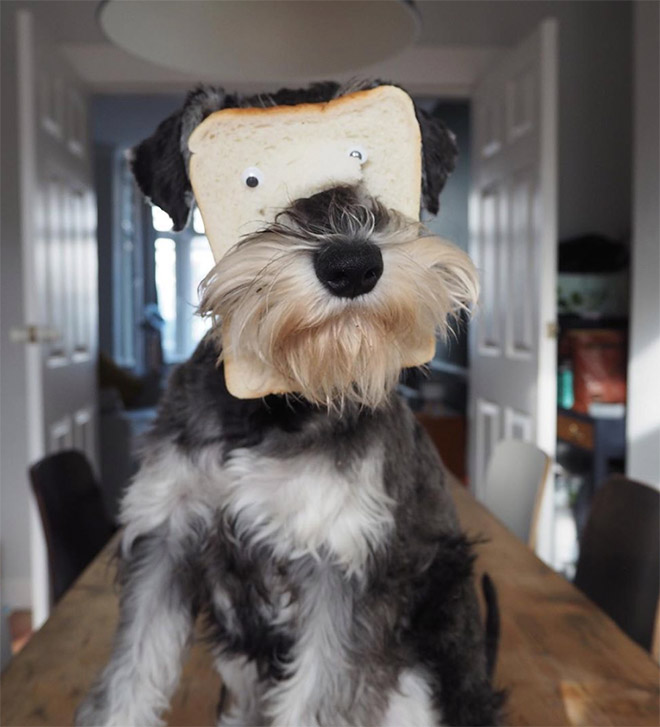 Inbread dog.