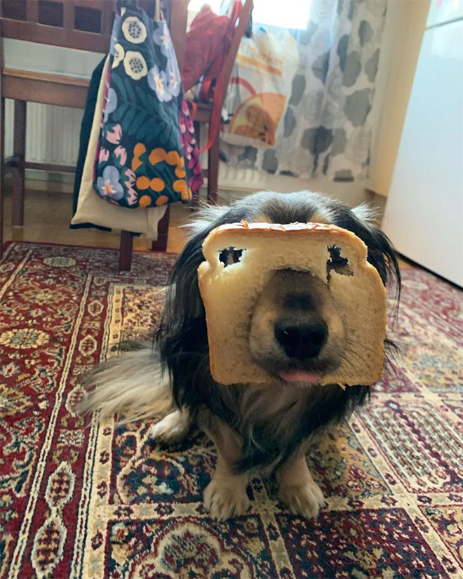 Inbread dog.