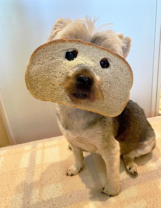 Inbread dog.