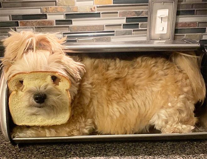 Inbread dog.