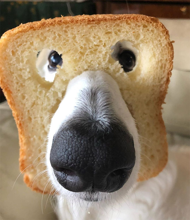 Inbread dog.