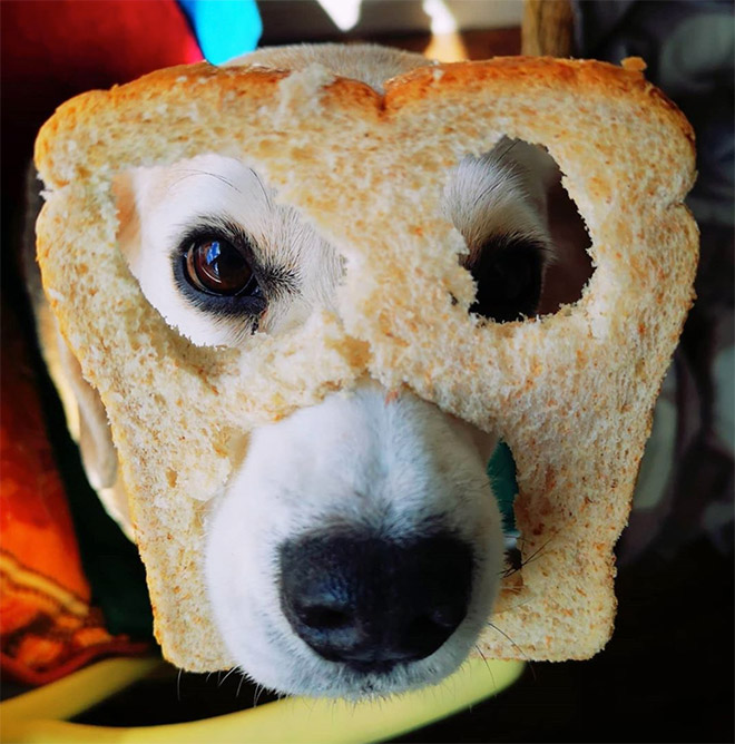 Inbread dog.