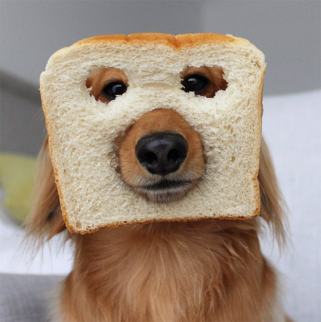 Inbread dog.