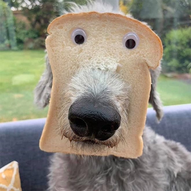 Inbread dog.