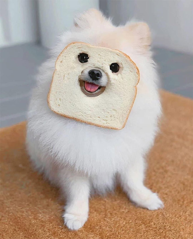 Inbread dog.