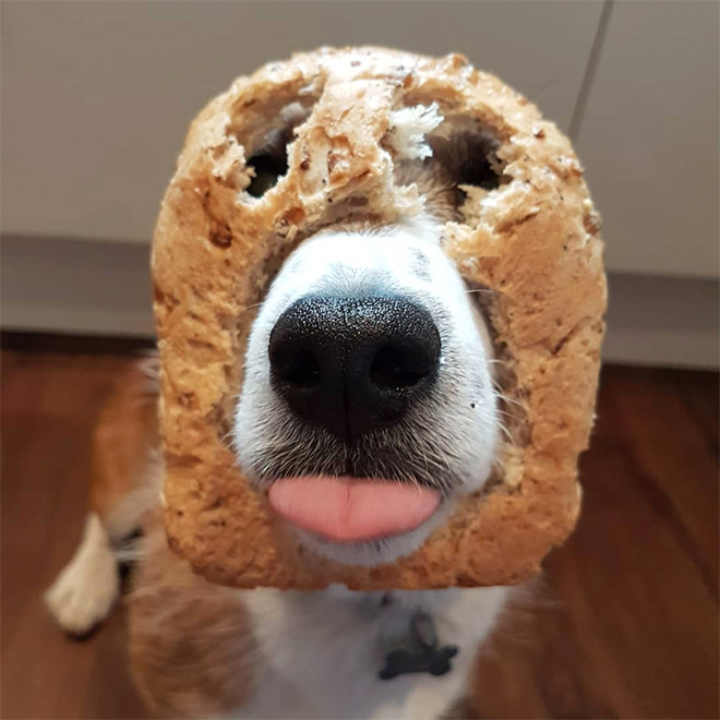 Inbread dog.