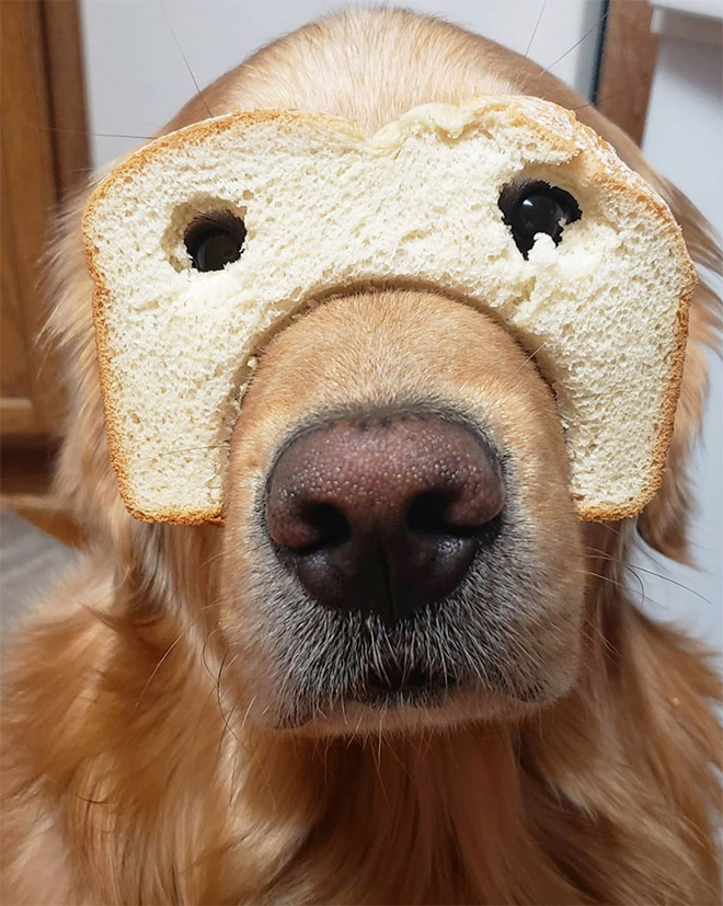 Inbread dog.