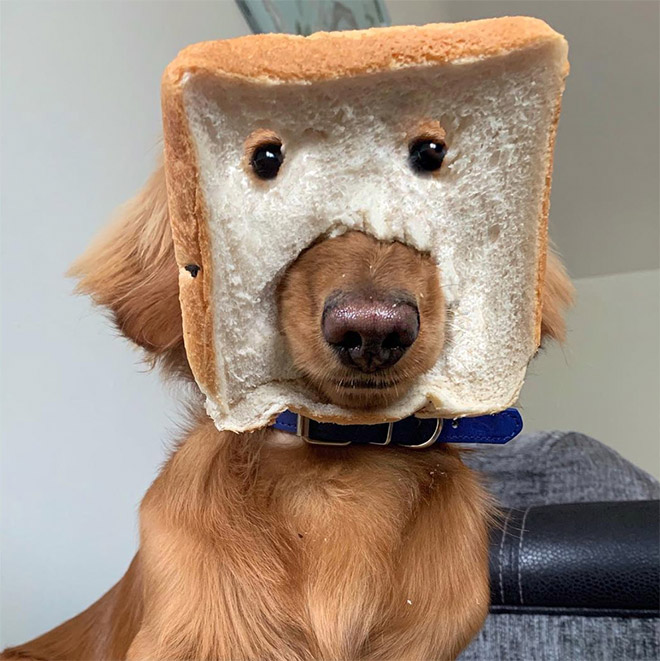 Inbread dog.