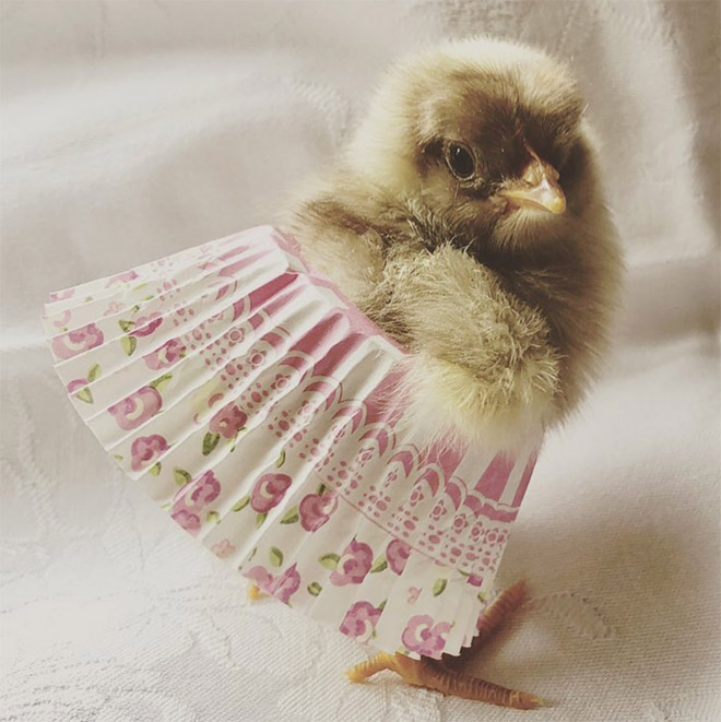 Chick tutus.