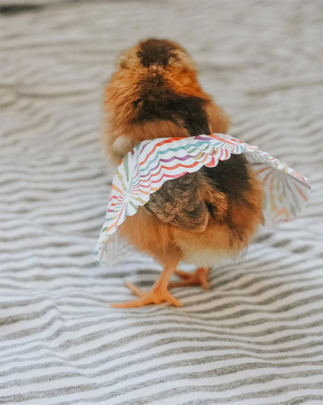 Chick tutus.