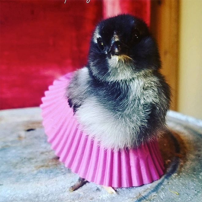 Chick tutus.