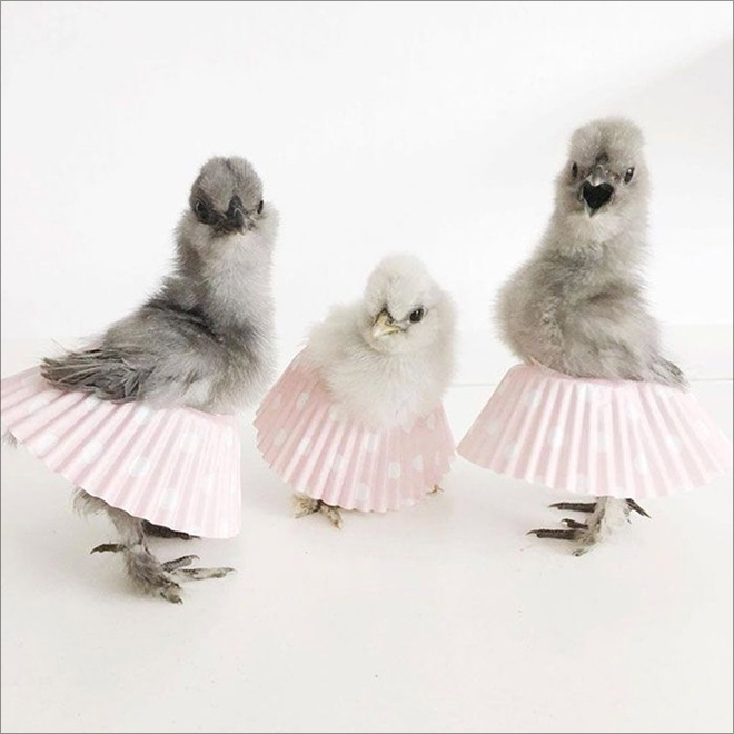 Chick tutus.