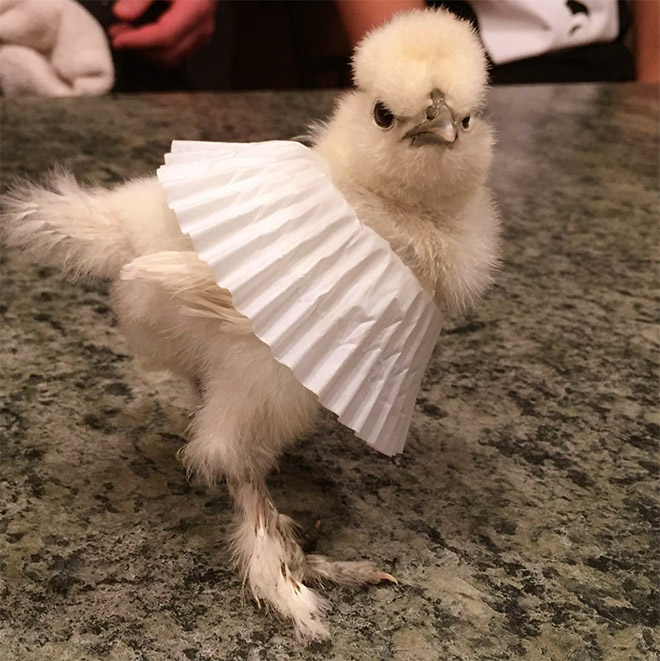 Chick tutus.