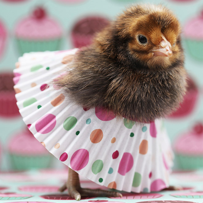 Chick tutus.