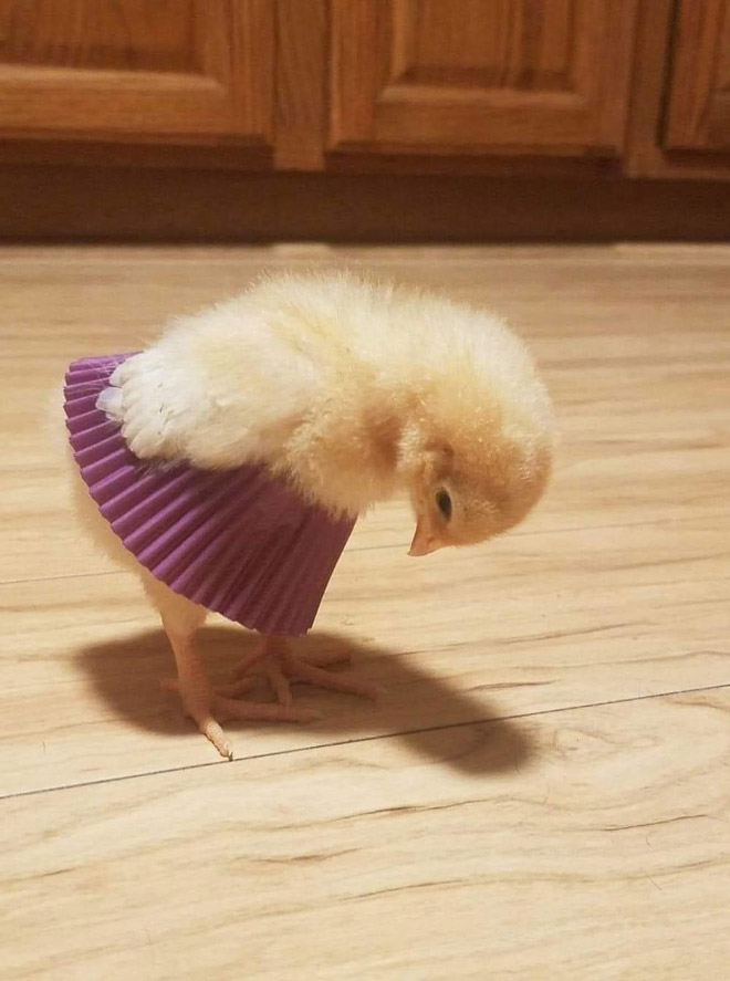 Chick tutus.