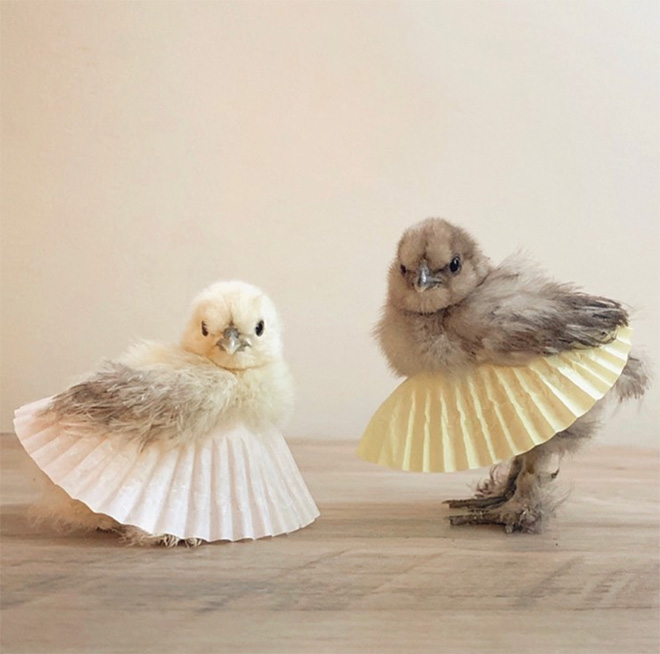 Chick tutus.