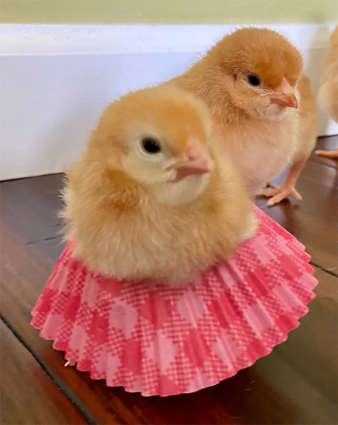 Chick tutus.