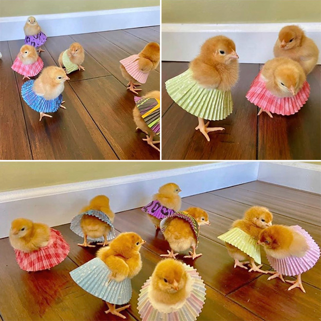 Chick tutus.