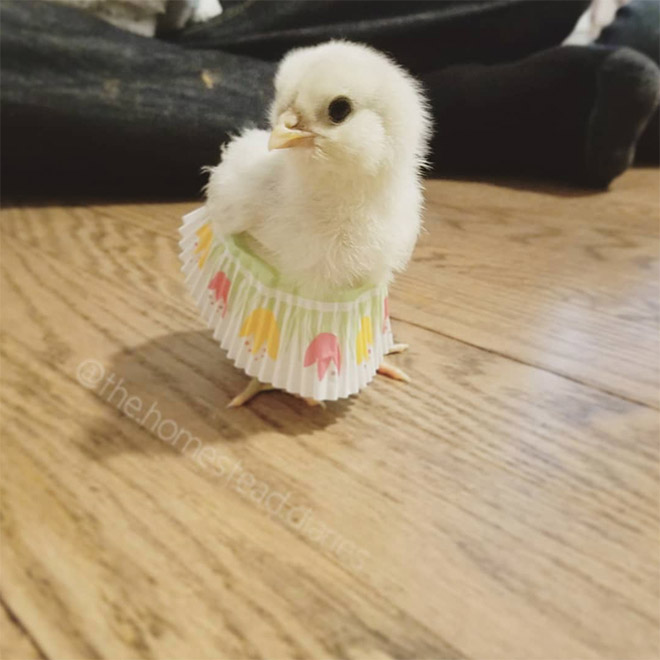 Chick tutus.