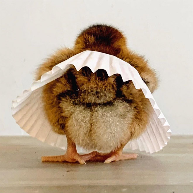 Chick tutus.