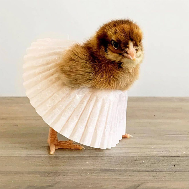 Chick tutus.