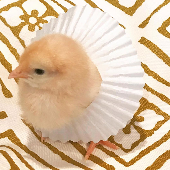 Chick tutus.