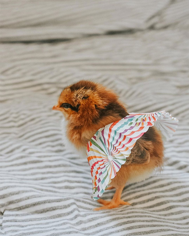 Chick tutus.