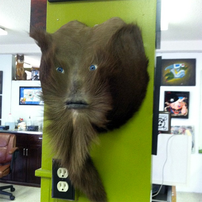 Deer butt taxidermy sasquatch.