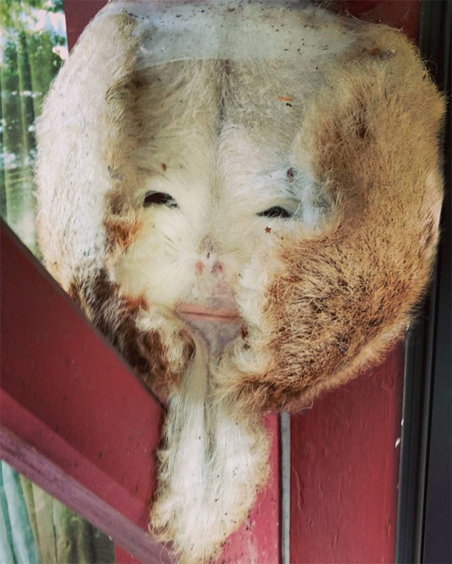Deer butt taxidermy sasquatch.