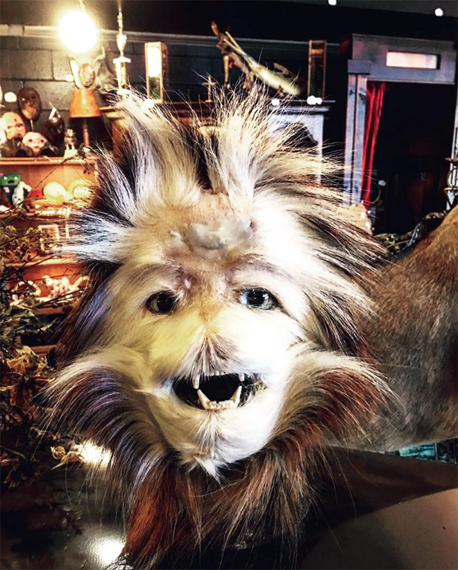 Deer butt taxidermy sasquatch.